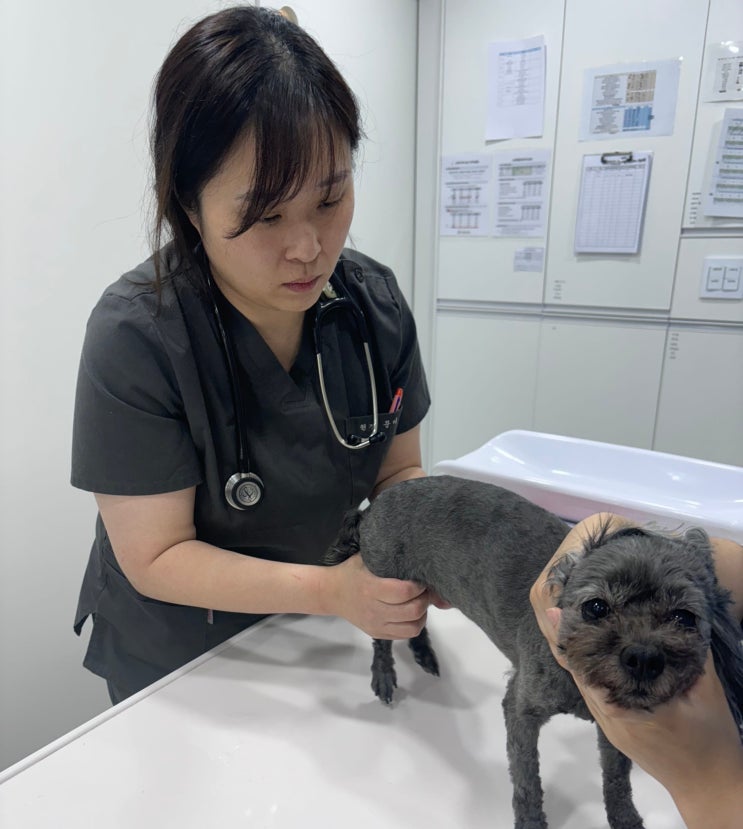  광명동물병원_강아지, 고양이 종양 치료, 왜 내과·영상·외과·응급 시스템이 함께 있어야 할까요?