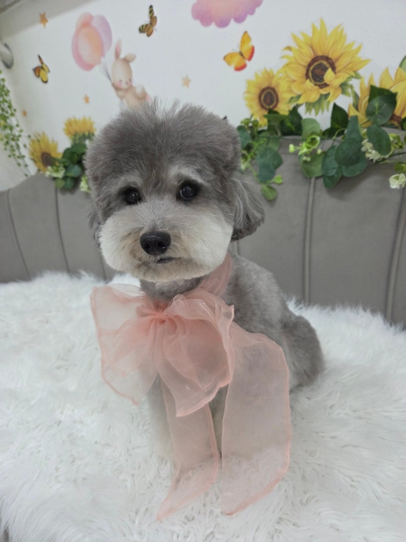 댕댕이은숍호텔