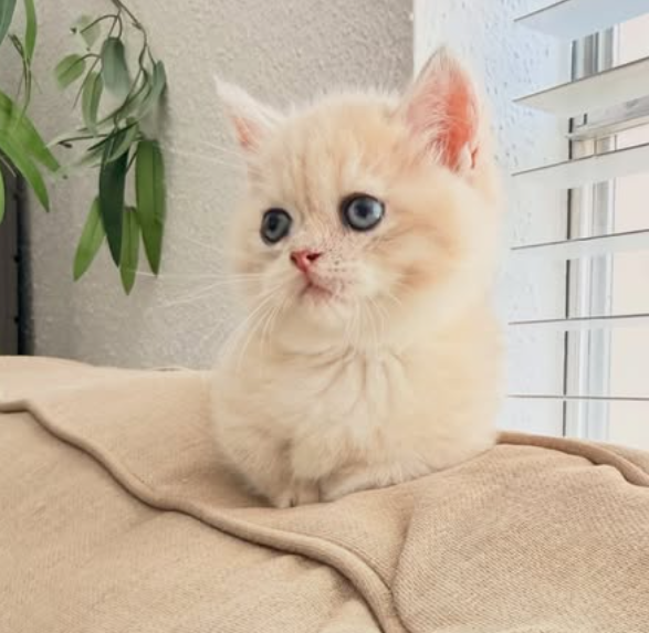  먼치킨 고양이 킬트 나폴레옹 고양이 품종 유전병 없을까?