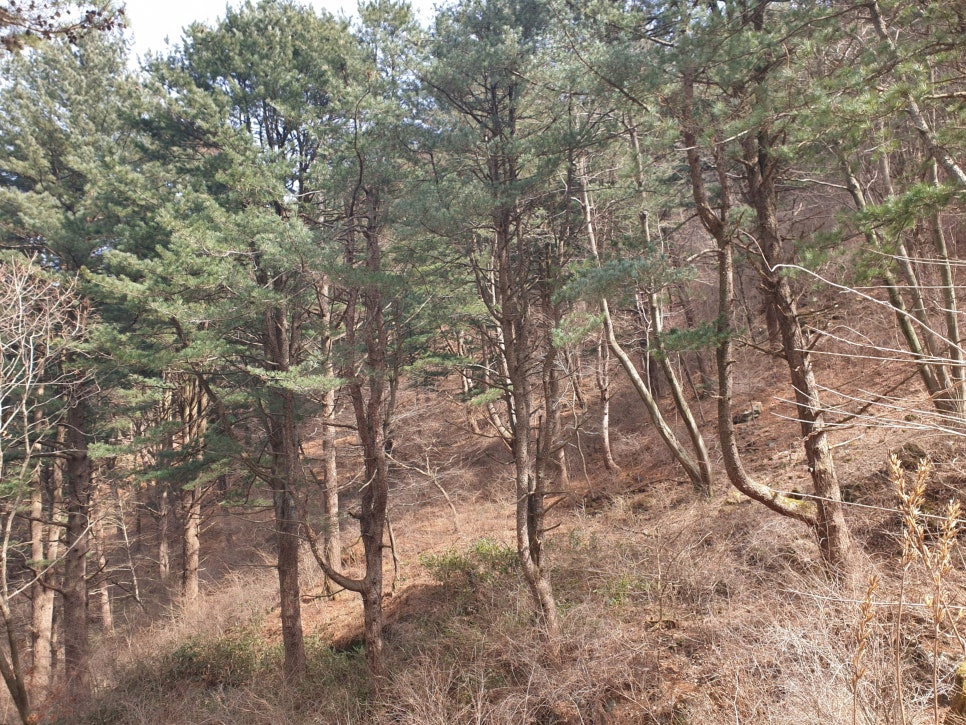 흥부골 자연휴양림 사진 7