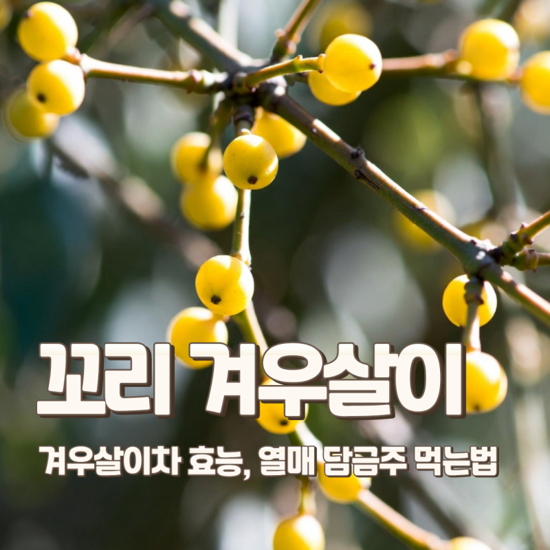 겨우살이차 효능, 꼬리 겨우살이 뜻 열매 담금주 먹는법