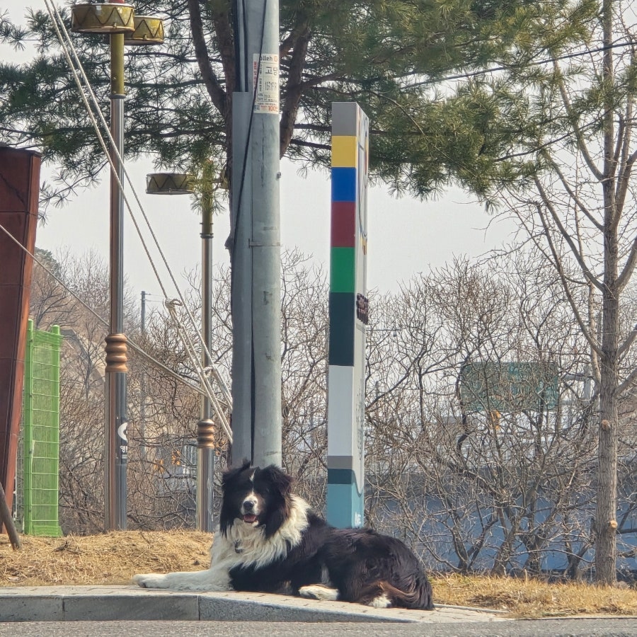 월이산사골칼국수 사진 2