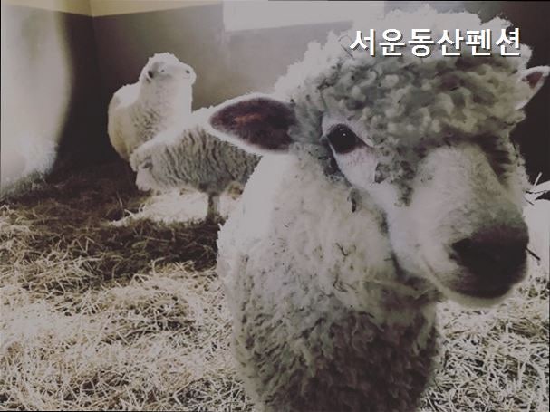 Seoundongsan Pensyeon photo 3