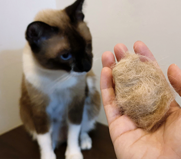  고양이 헤어볼 토 털갈이 시기 대처법