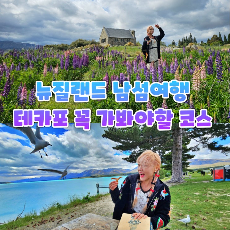  뉴질랜드 남섬 여행 테카포 호수 루핀 선한목자교회 베러배러 맛집 코스