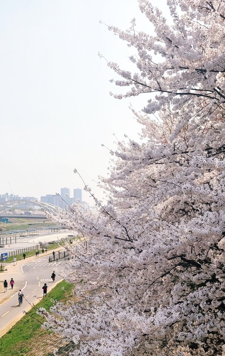 2026 제주도 벚꽃 개화시기·실시간개화상황·벚꽃명소·3월제주날씨 총정리