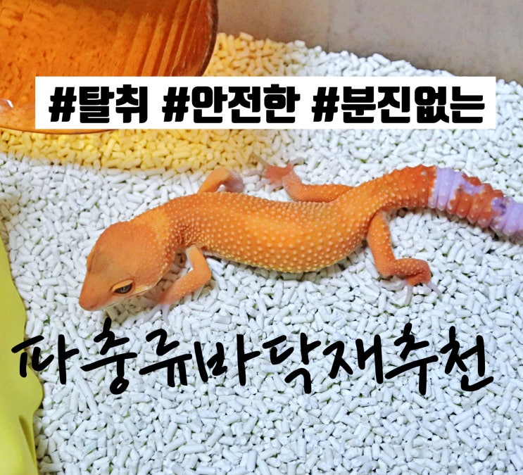  파충류바닥재 레오파드게코 키우기 필수템 폴라이트렙타일 사용기