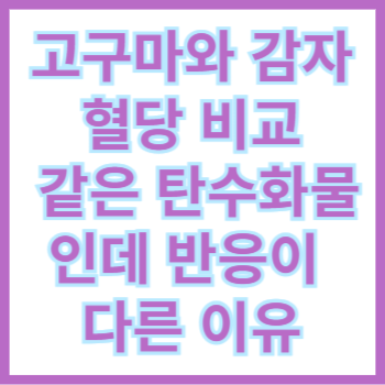  고구마와 감자 혈당 비교, 같은 탄수화물인데 반응이 다른 이유
