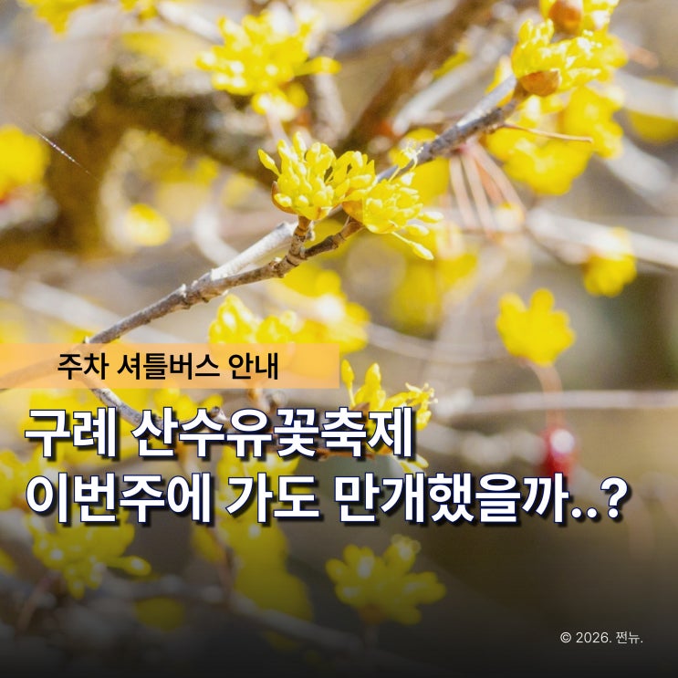  "아직도 벚꽃만 기다리세요?" 구례 산수유축제 일정 바로 확인하세요