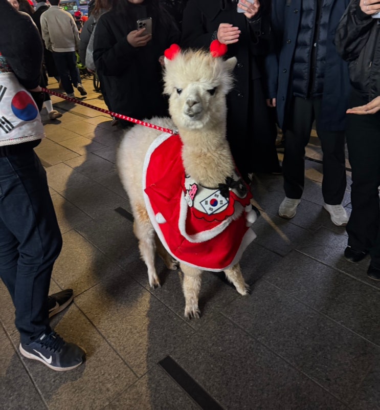  강남역 알파카 치타 산책 봄 애완 알파카