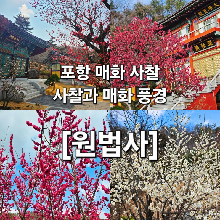  경북 포항 3월 12일 매화 머문 사찰 '원법사'
