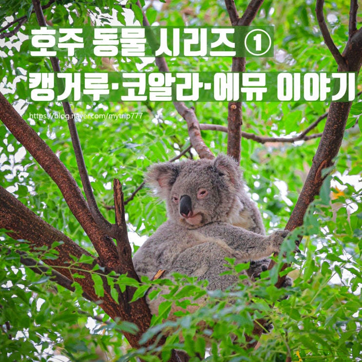  호주를 대표하는 동물 | 캥거루·코알라·에뮤 이야기 (호주 동물 시리즈 ①)