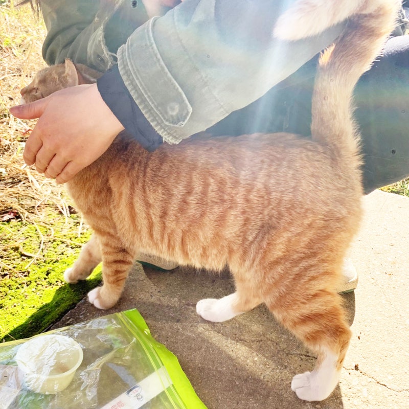 햇살 같은 고양이 치즈 태비 압도적 친근함 개냥이 코리안 숏헤어