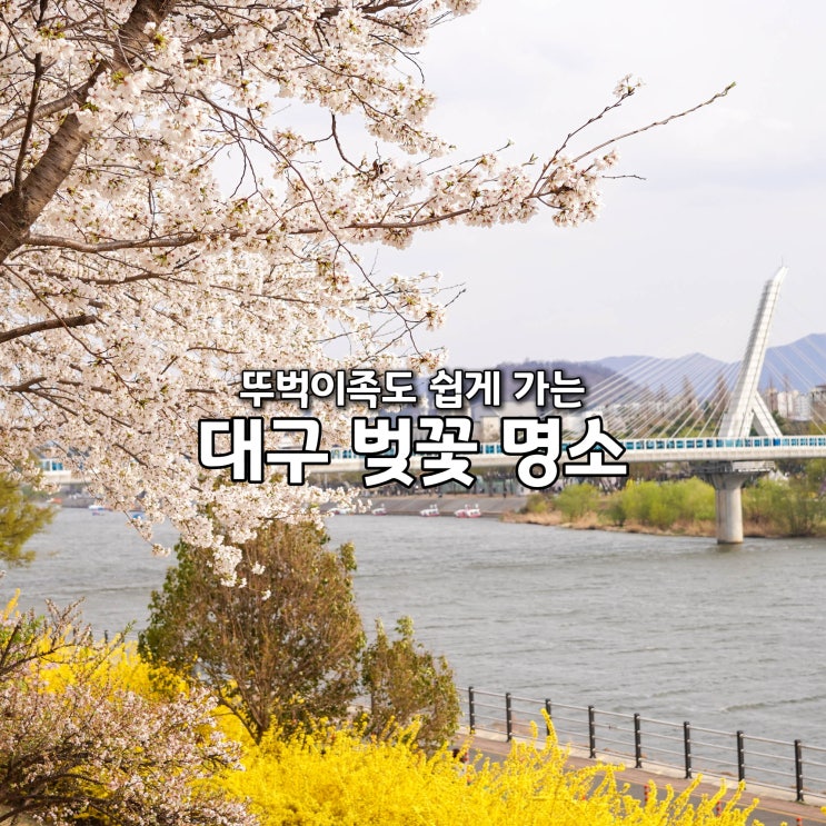  대구 벚꽃 명소 금호강 자전거길 뚜벅이족 대구 봄 나들이