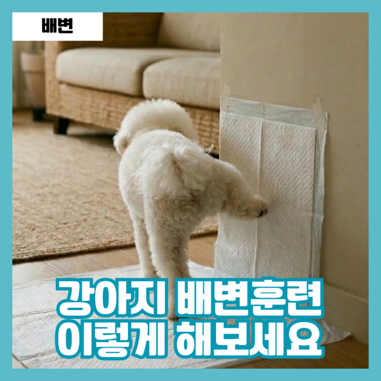  강아지 배변훈련 배변패드 교육 방법 실패 원인은?