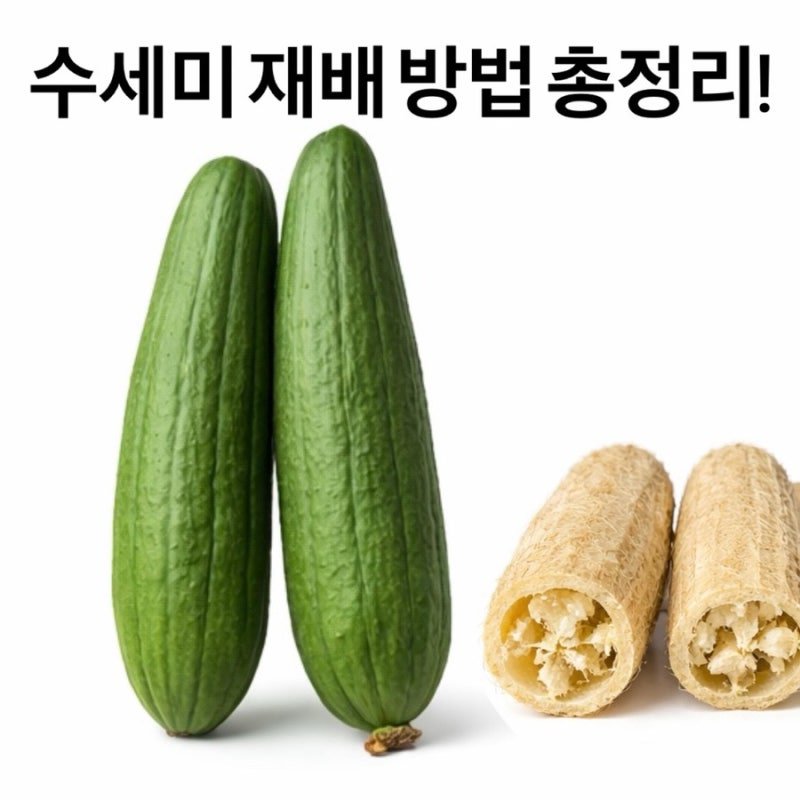 수세미 재배 방법 총정리!｜심는 시기, 심는 방법, 수확 시기까지