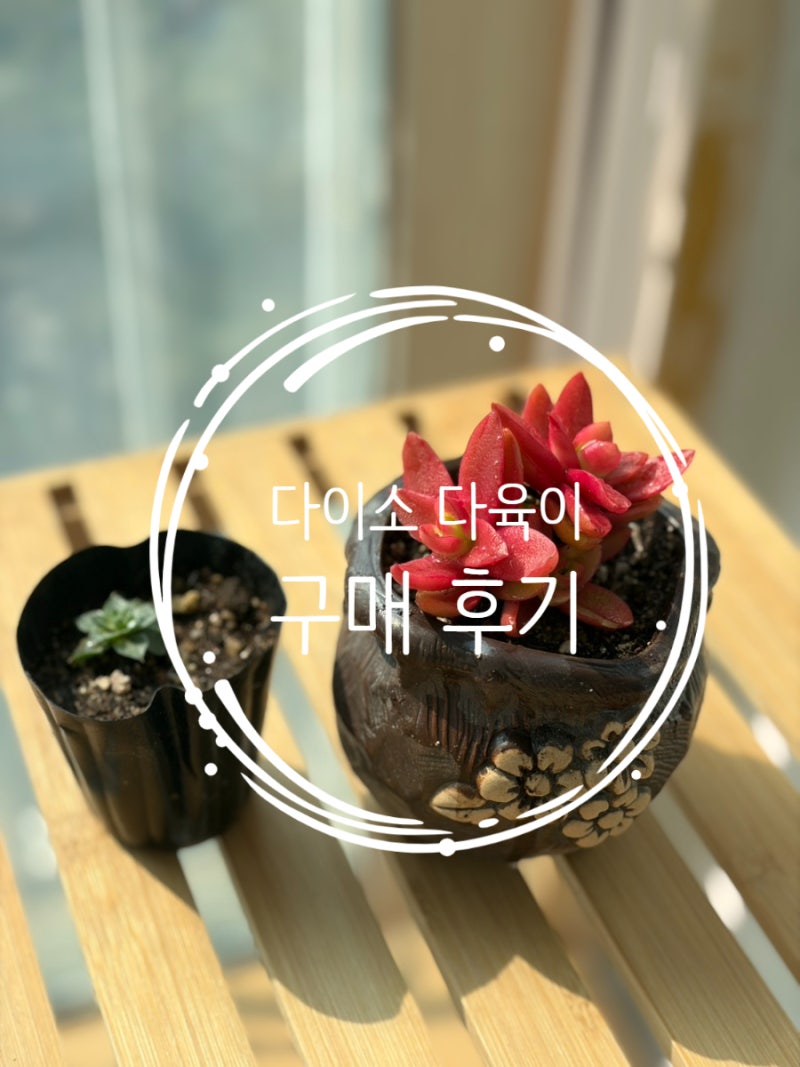 대전 롯데마트 다이소: 다이소 다육이 구매 후기 및 분갈이!