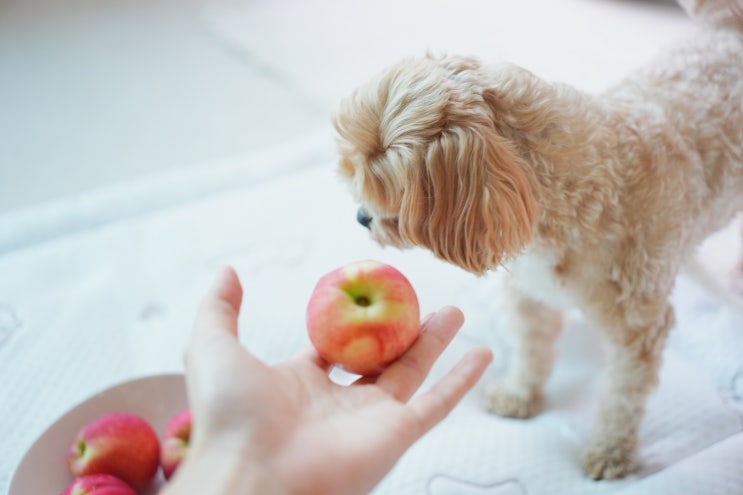  고양이 강아지 복숭아 과일 먹어도 될까? 주의점 총정리