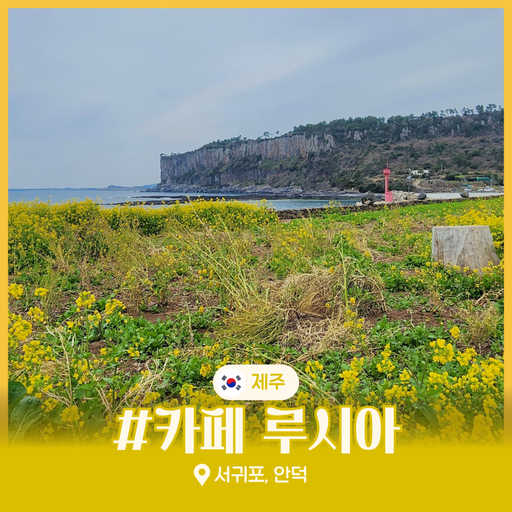  제주 유채꽃 시기 명소 박수기정 카페 루시아 서귀포 가볼만한곳