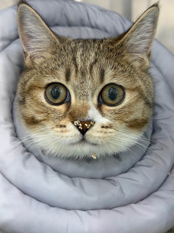  고양이 호흡 빠름, 정상일까요? 고양이 심장병 초기 신호일 수도 있습니다