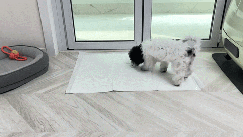 배변 실수 끝! 미스터추추 대형 패드(76x60cm)로 완성하는 가성비 배변 훈련