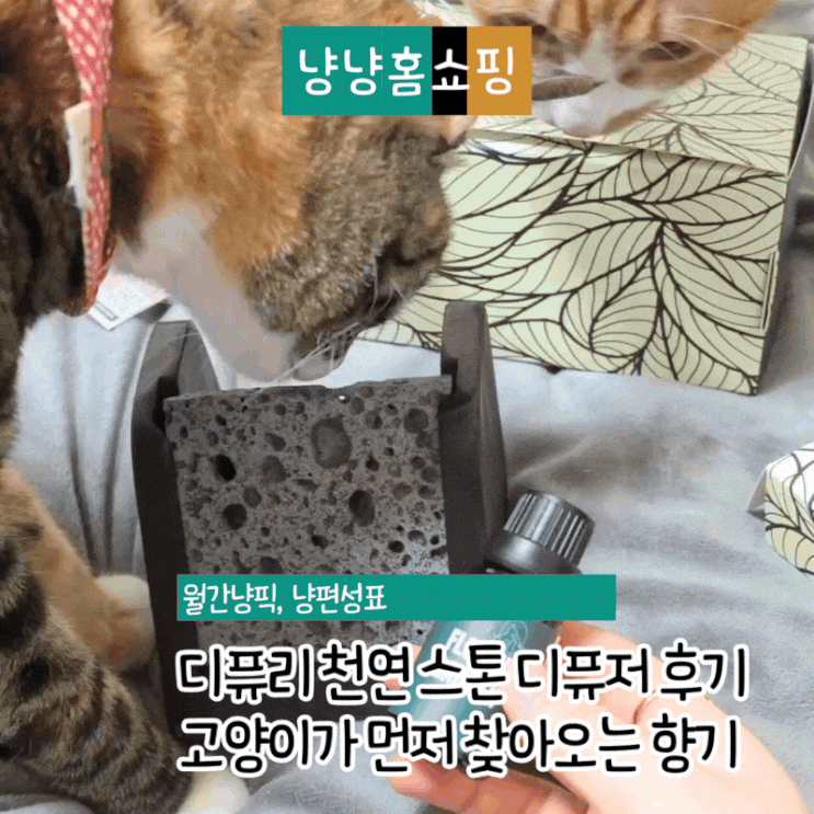  디퓨리 천연 스톤 디퓨저 후기 고양이가 먼저 찾아오는 향기