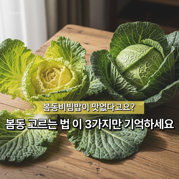  “왜 우리 집 봄동비빔밥만 맛없을까?” 마트에서 실패 없이 고르는 법 3가지