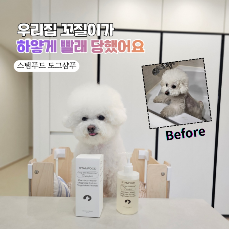  우리집 비숑이 새하얗게 다시 태어난 썰(feat. 스탬푸드 도그 스킨 밸런싱 샴푸)