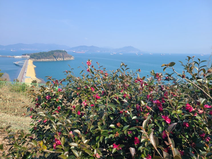  3월 여수 여행 가볼만한곳 오동도 동백꽃 명소