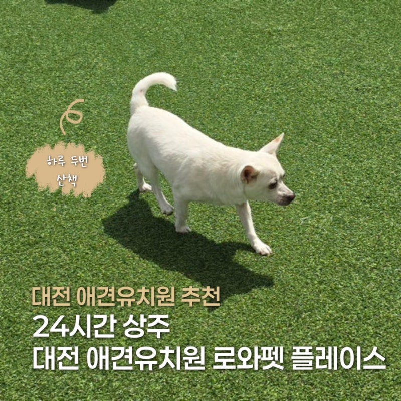 로와펫 플레이스