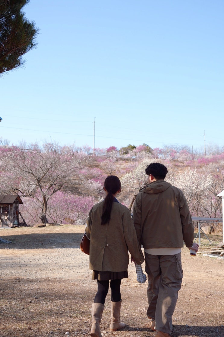 경남 진주 가볼만한곳 진주 매화숲 주차 개화 실시간 봄 데이트