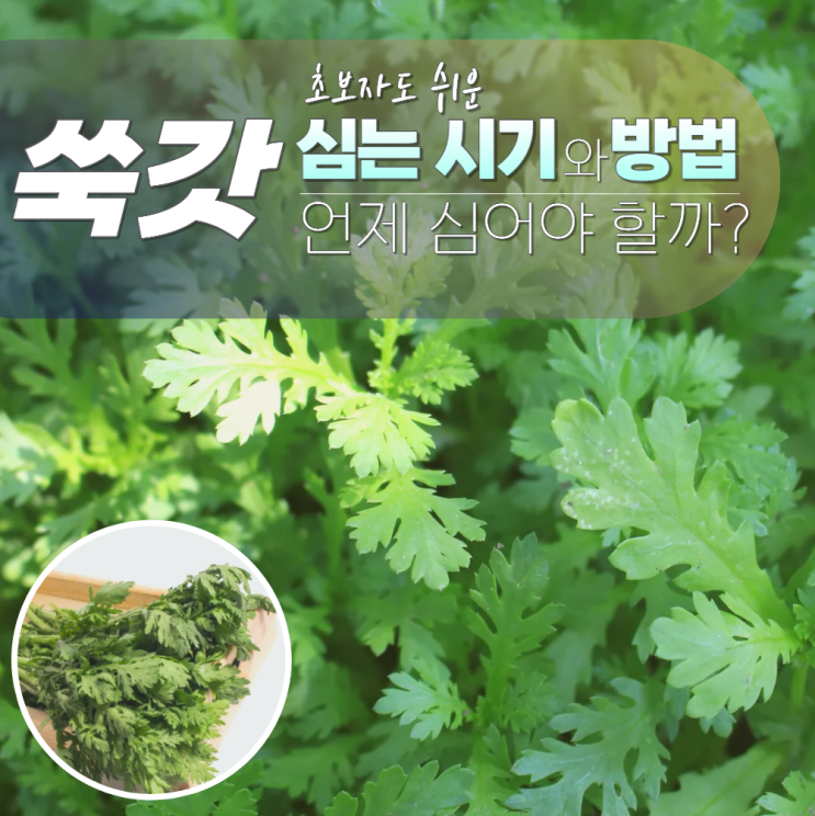  쑥갓 심는시기 파종시기 방법 보관법