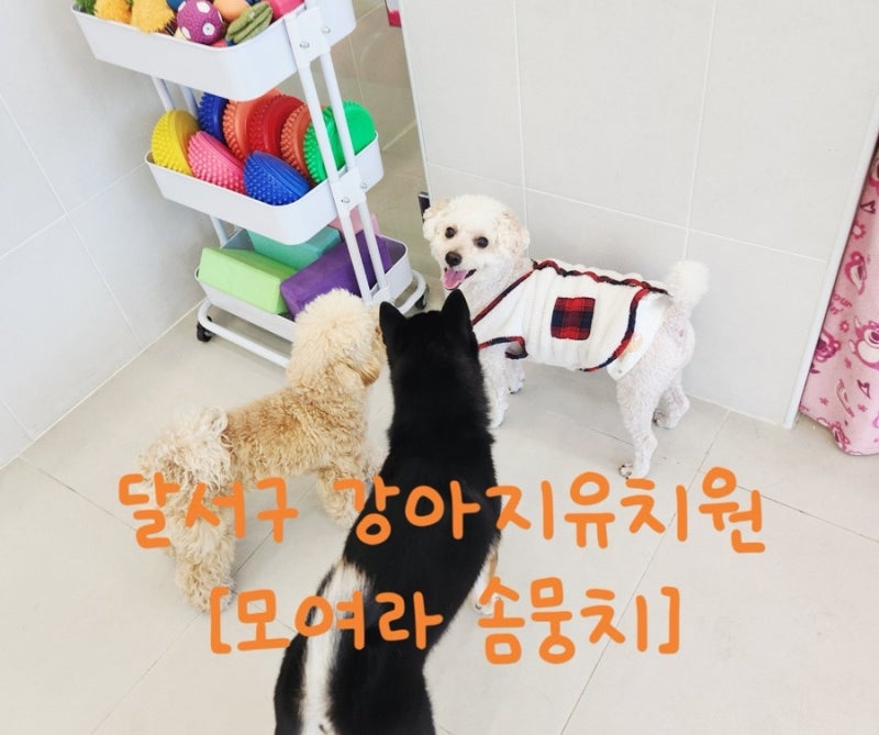 모여라솜뭉치