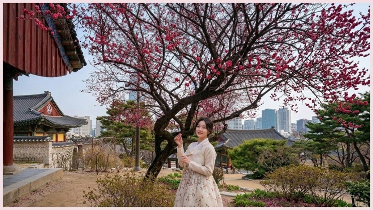  실시간 서울 봄꽃 1번지 봉은사 홍매화 사진 및 주차장 정보