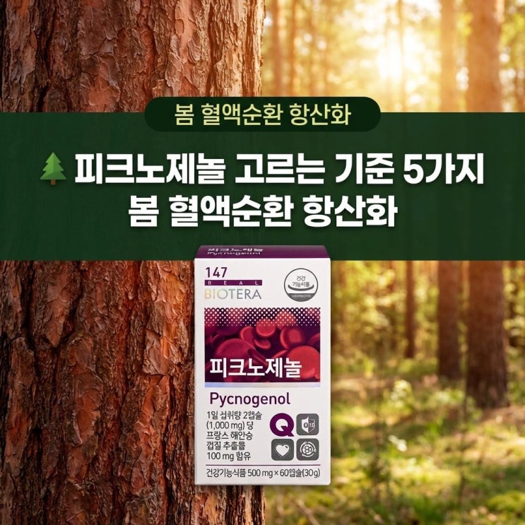   피크노제놀 고르는 기준 5가지 | 봄 혈액순환 항산화
