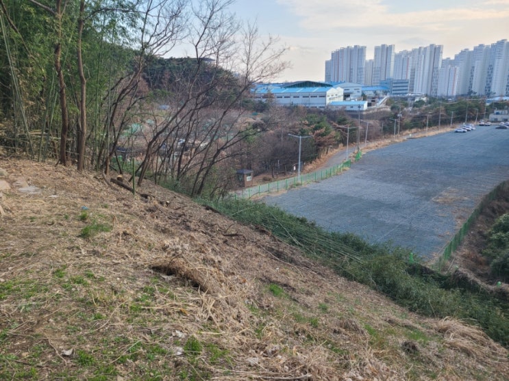  울산 테크노파크내 공공기관 경사면 약 300평 대나무제거대행 1일차("울산대나무제거대행")