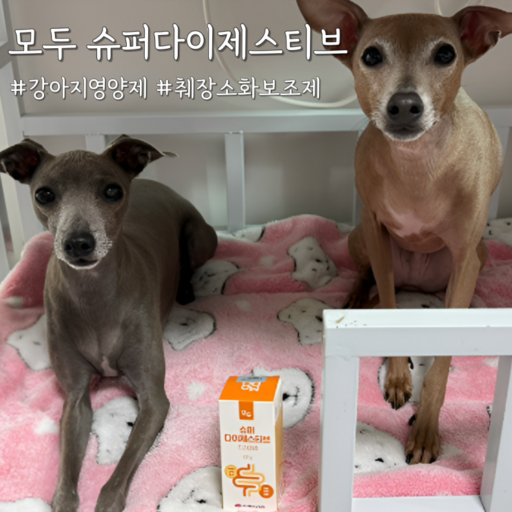  강아지영양제로 선택한 [케어사이드 모두 슈퍼다이제스티브 췌장 소화 보조제] 급여 후기