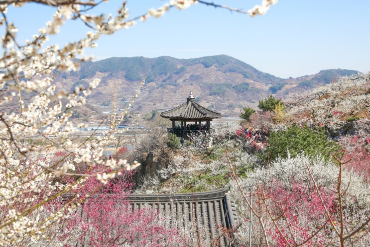  광양 매화축제 구례 산수유축제 일정 셔틀버스 실시간 개화현황 총정리