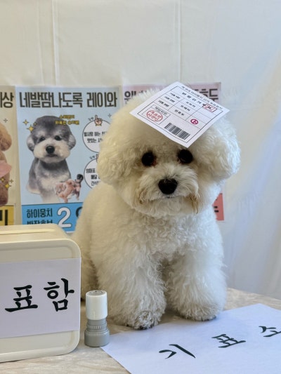 사진 9