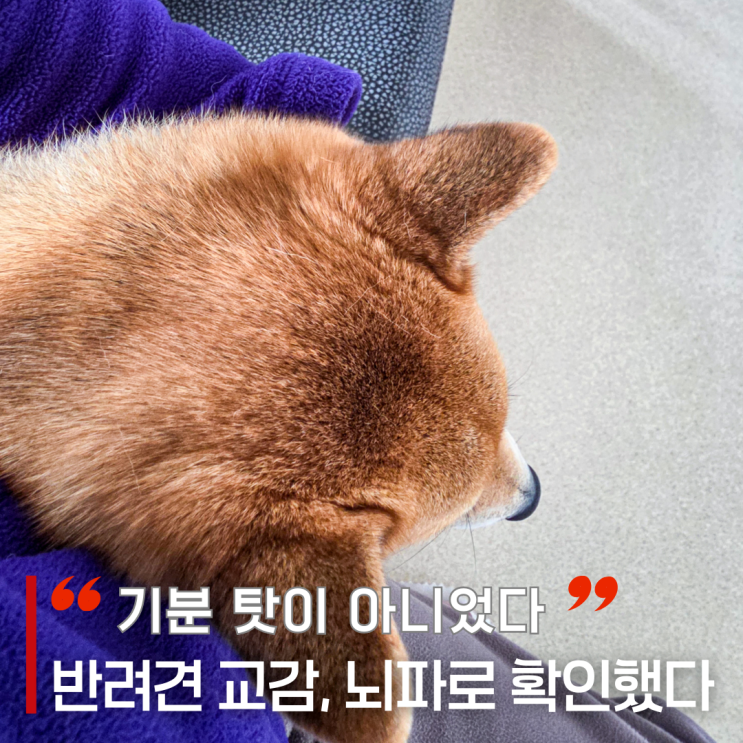 반려견과의 교감이 호르몬을 바꾼다는 과학적 증거, 기분 탓이 아니었다!