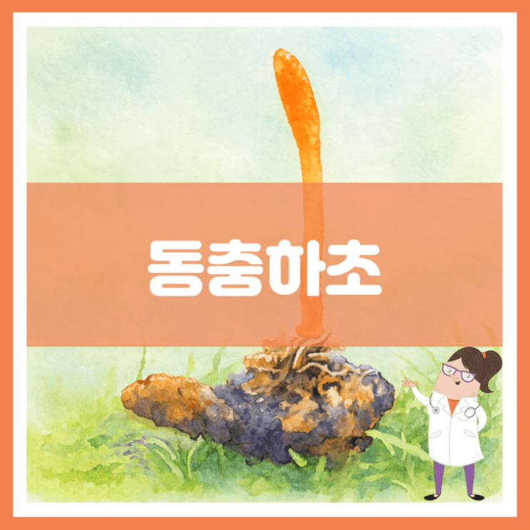  동충하초 효능 섭취방법 부작용
