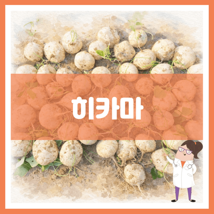  히카마 효능 영양성분 부작용