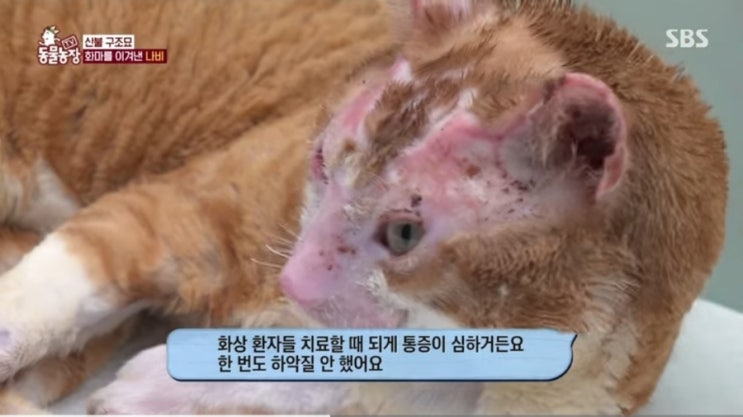  TV 동물농장 가수 신성 등장! 화상묘 나비의 뭉클한 임보 일기