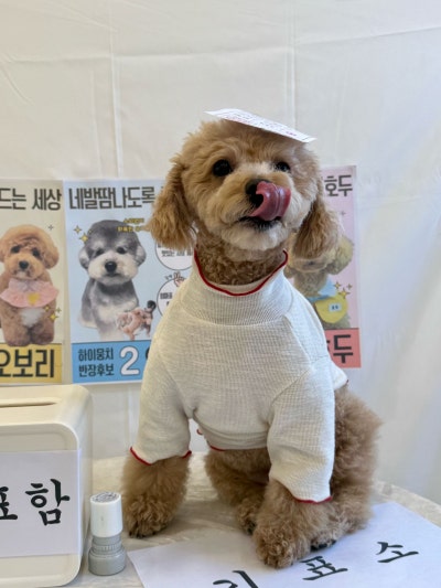 사진 10