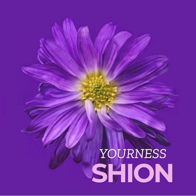  YOURNESS 유아네스 ユアネス Shion 시온 가사