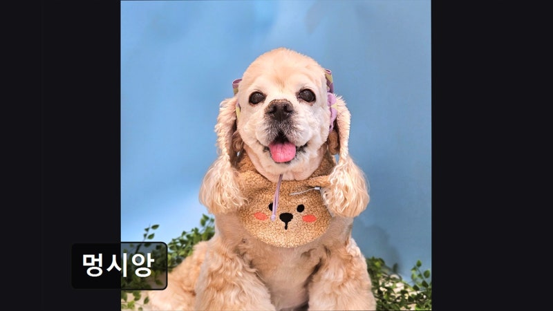 사진 9
