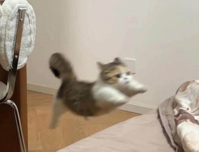차우린 사진 1