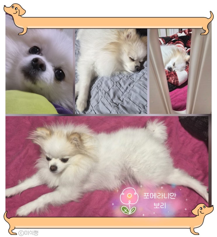 우리집 귀여운 강아지 포메라니안 보리의 먹방 or 일상