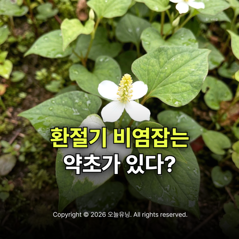 비염에 좋은 약초 삼백초 효능 먹는법 환절기 코막힘 줄이는 방법