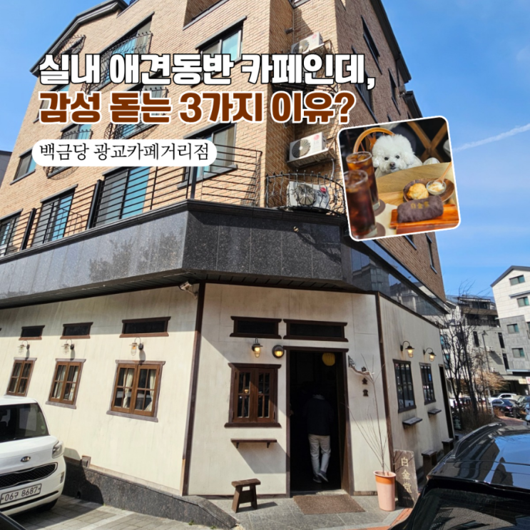  광교 카페거리 실내 애견동반 카페  감성 대박인 백금당 광교점 (ft. 스콘 무료 꿀팁)